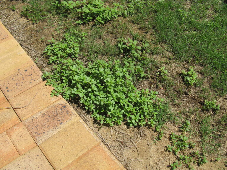 Purslane patches spreading along a paver edge in a thin lawn