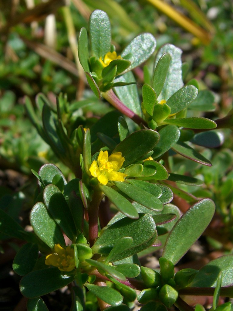 Small five-petaled yellow purslane flowers among succulent leaves