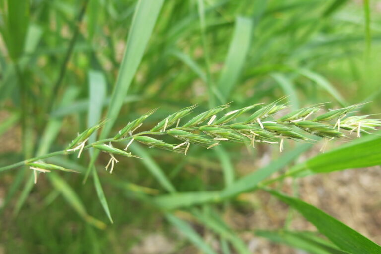 Quackgrass flowering spike above flat dull-green leaves