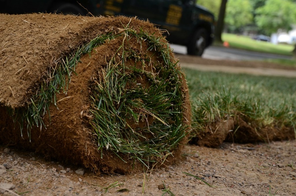 Close-up of a rolled piece of sod sitting on bare prepared soil next to freshly laid sod