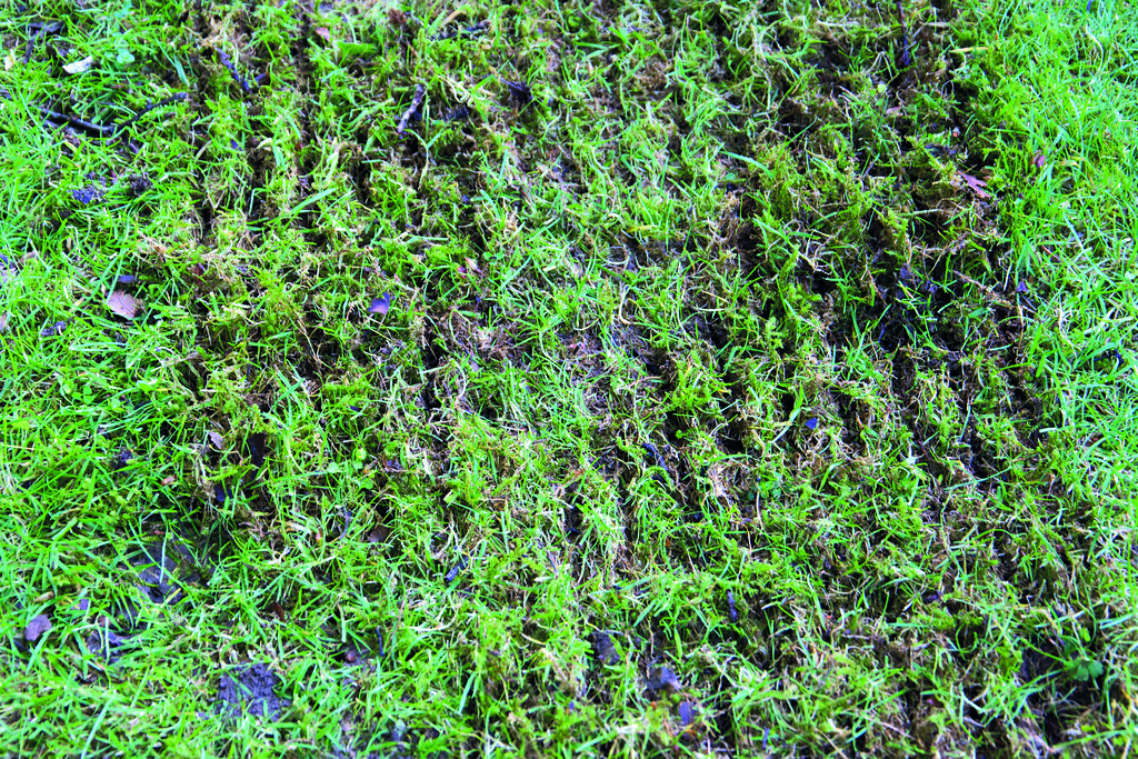 Close-up of a lawn strip after scarifying, with parallel grooves cut through mossy turf