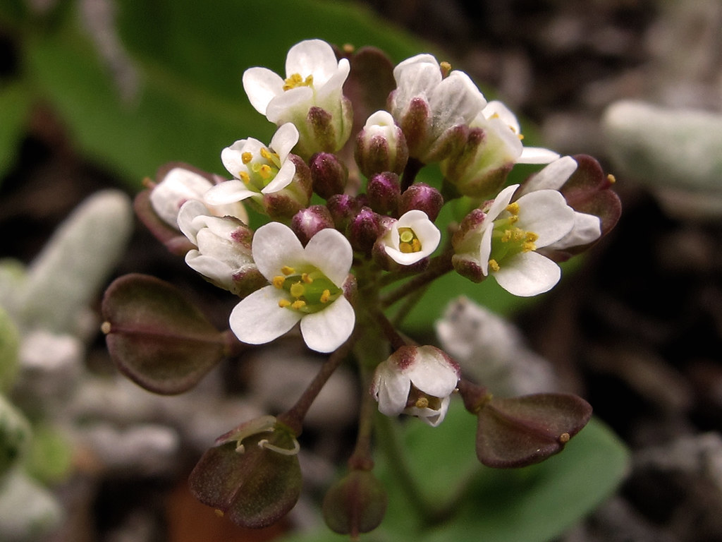 Shepherd's purse with small white four-petalled flowers and heart-shaped seed pods