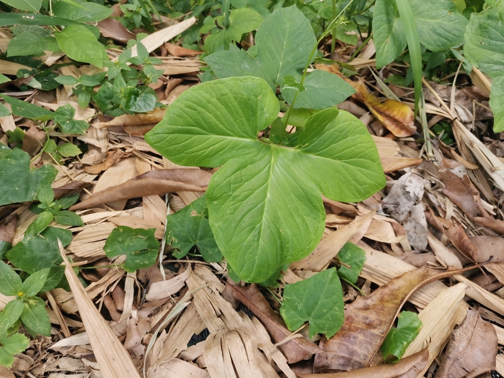 Single Bengal arum leaf with three broad, pointed lobes on a long stalk, growing among dry bamboo leaves