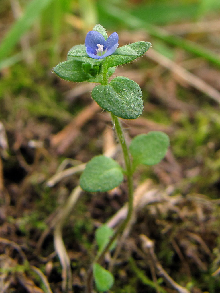 Single corn speedwell plant with small round hairy leaves and one tiny deep blue four-petalled flower at the tip