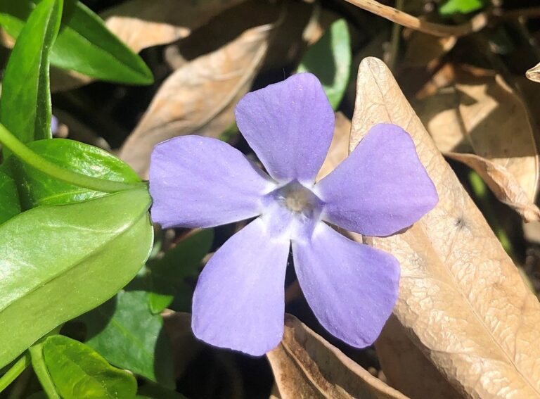 Single lavender-blue periwinkle flower with five flat pinwheel-shaped petals beside glossy dark green evergreen leaves