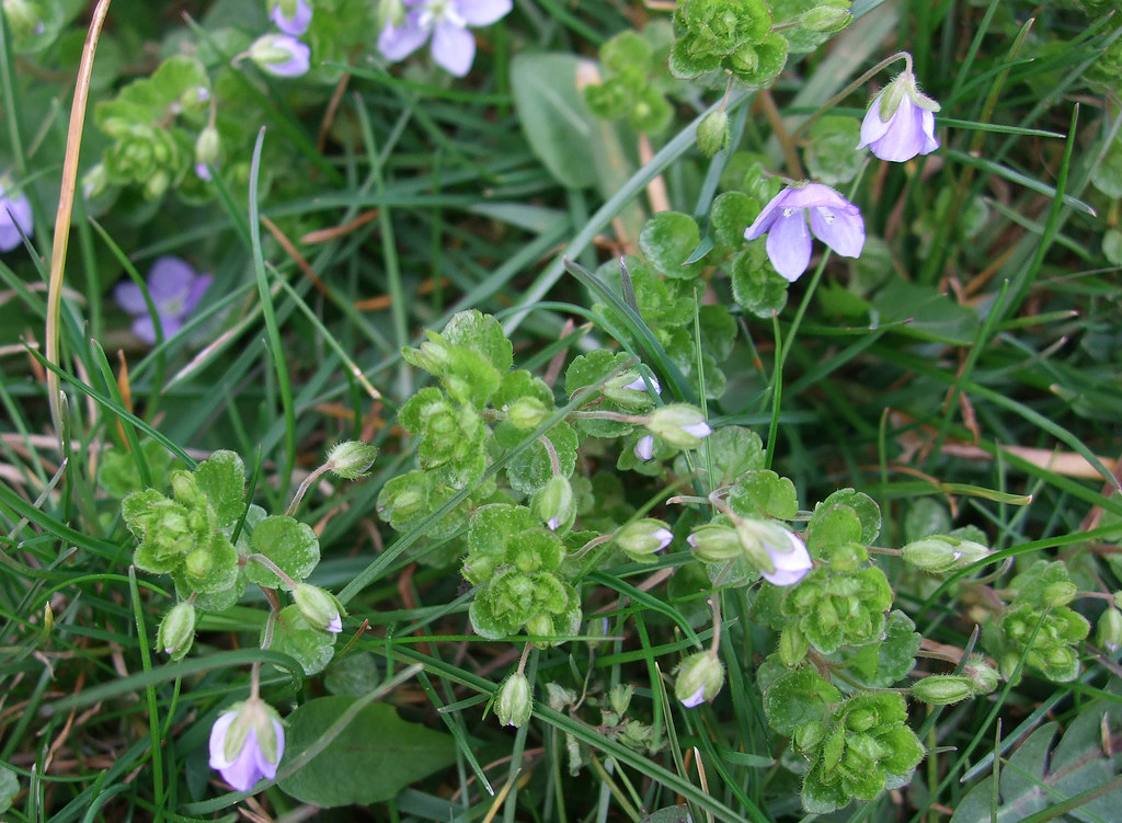 Slender speedwell forming a mat of small kidney-shaped leaves among lawn grass with scattered pale lilac-blue flowers