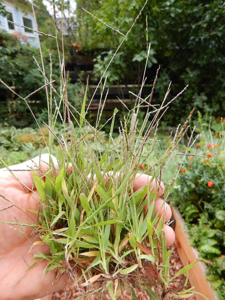 Pulled clump of smooth crabgrass with several tillers and seedheads