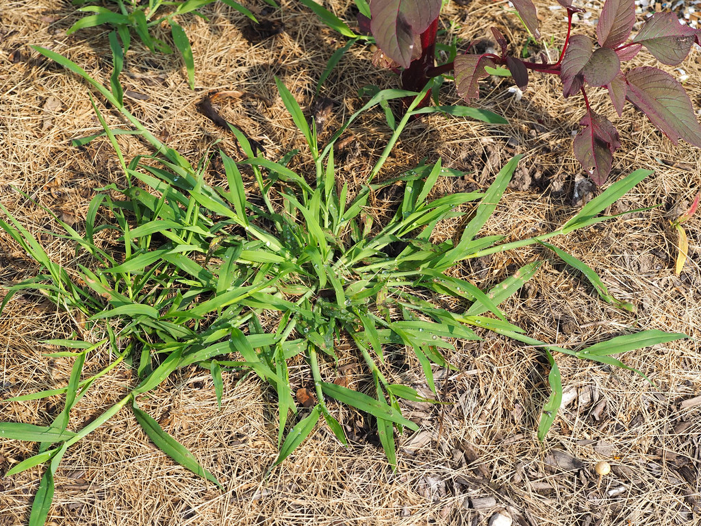 Low spreading clump of smooth crabgrass with pale green, flat blades radiating from the centre
