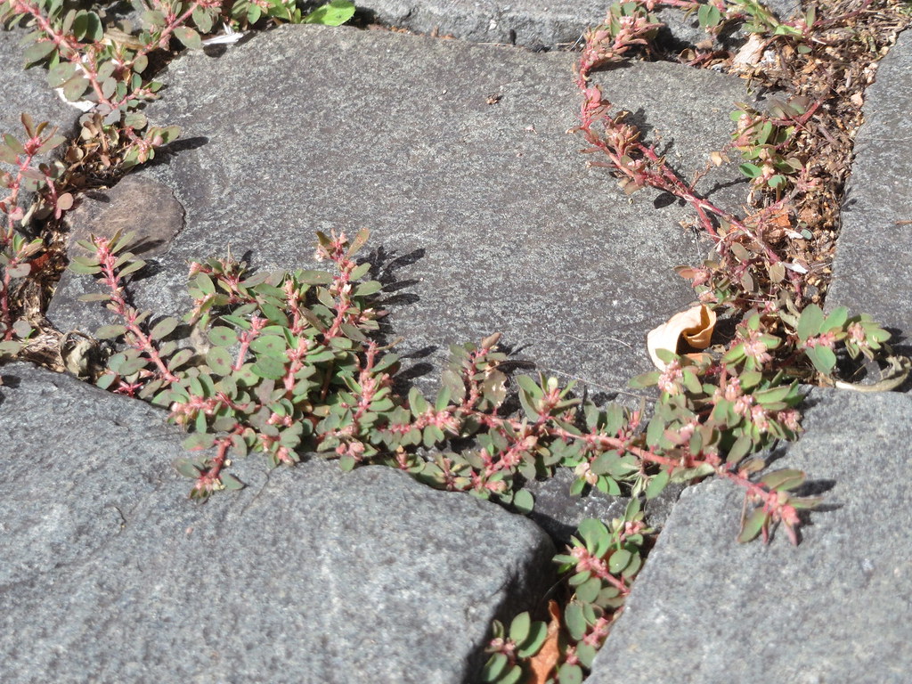 Spotted spurge with red stems and small paired leaves spreading across grey stones from the cracks