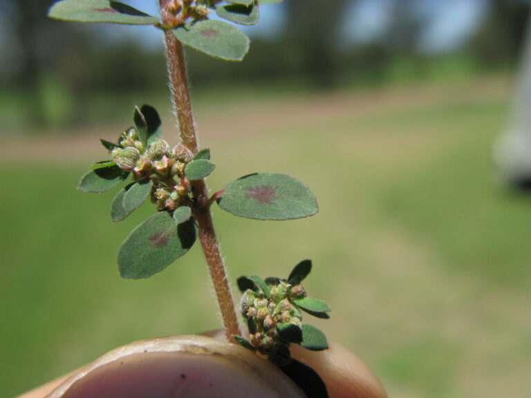 Spotted spurge stem with the purple leaf spot, hairy reddish stem and tiny flowers