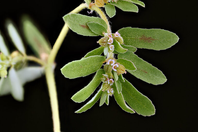 Spotted spurge stem for comparison, with small oblong leaves each marked by a reddish-brown central spot and tiny pinkish flowers along a hairy stem