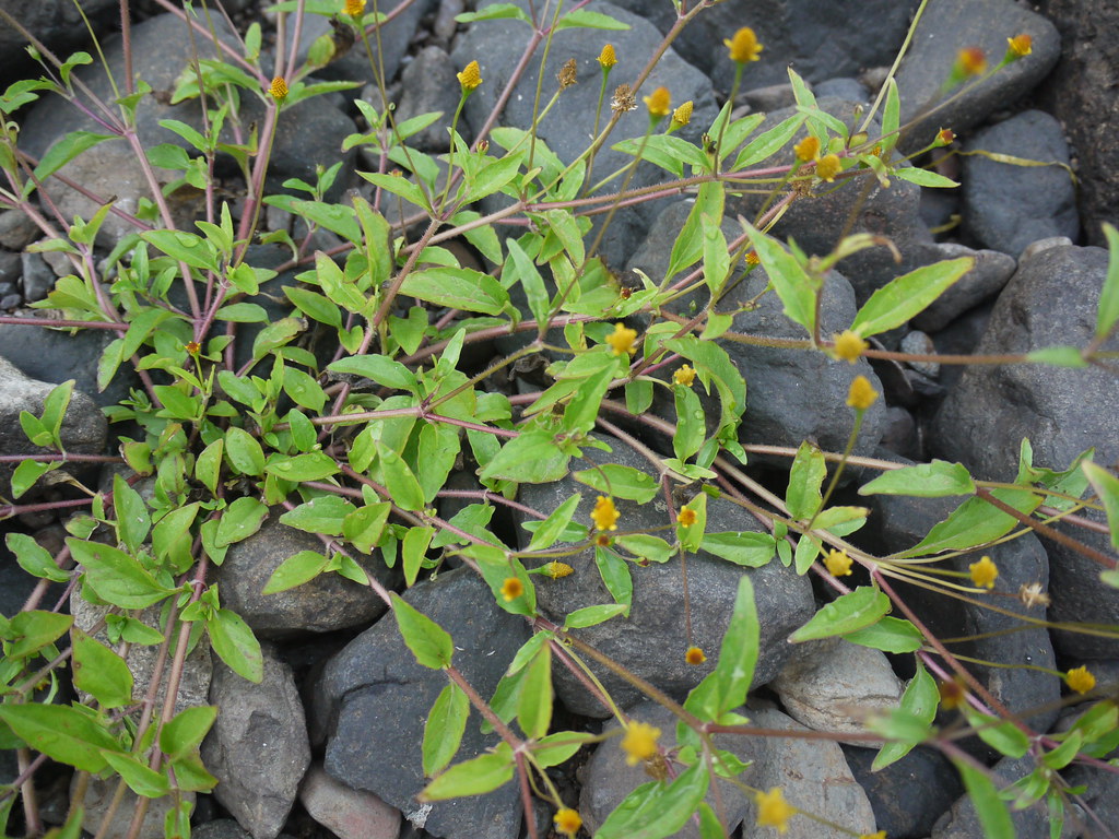 Sprawling marsh para cress with reddish-purple stems, narrow leaves and many small yellow flower heads spreading over grey stones