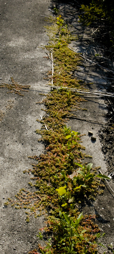 Spurge growing in a dense strip along a pavement edge and crack