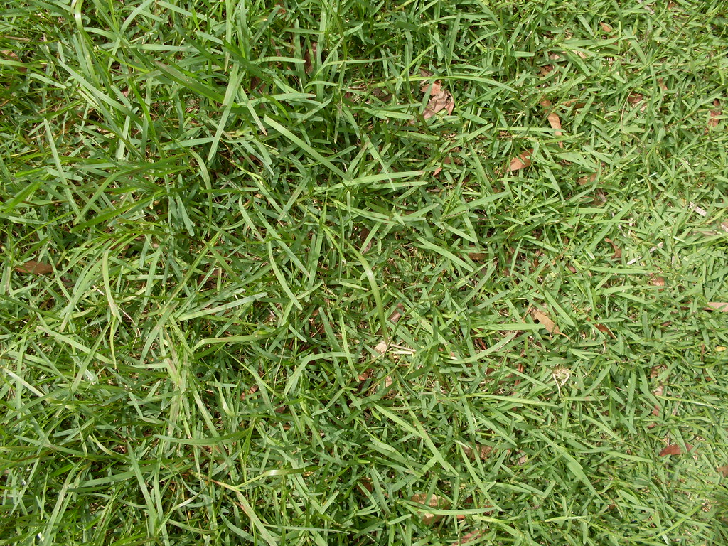 Close-up of a St. Augustine grass lawn with broad, flat, blunt-tipped green blades