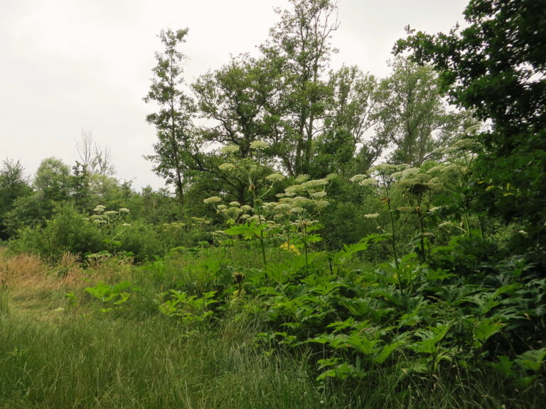 Stand of giant hogweed with tall stems topped by white umbrella-shaped flower heads rising above a woodland edge