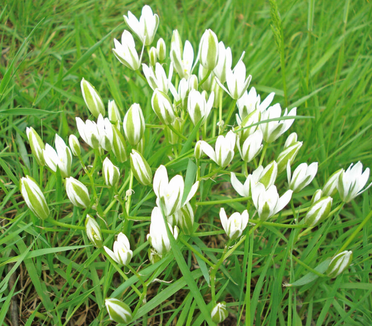 White six-petalled star-of-Bethlehem flowers growing among grass