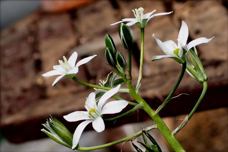 Star-of-Bethlehem with bright white six-petalled flowers on a green stem