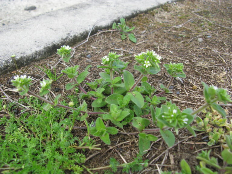 Sticky chickweed (Cerastium glomeratum) with upright hairy stems and clustered white flowers