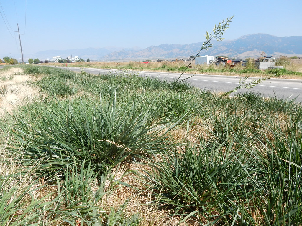 Separate dark green clumps of coarse tall fescue with bare ground between them on a roadside verge