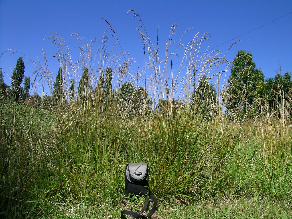 Unmown tall fescue growing as a dense upright clump with tall seed heads, a camera bag at its base for scale