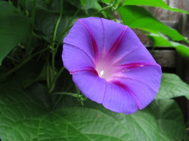Tall morning glory (Ipomoea purpurea) with a purple flower and broad heart-shaped leaves