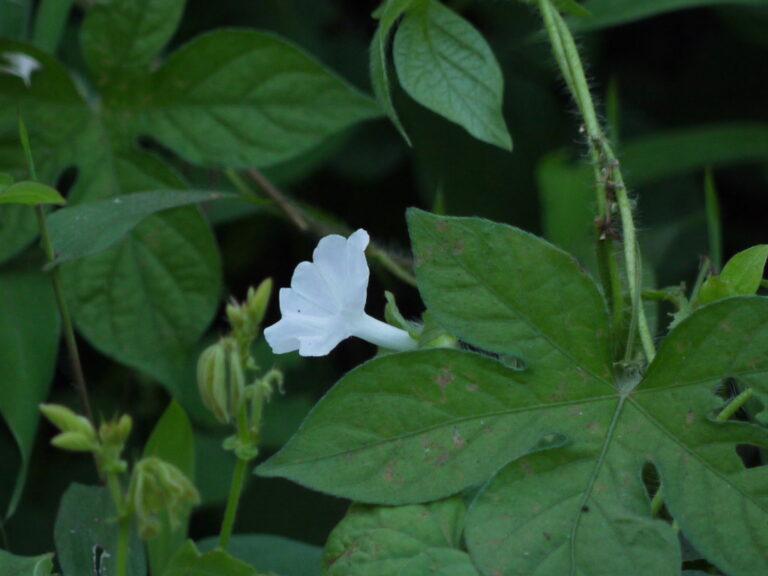 Tiger foot morning glory vine with a large palmately lobed leaf, a white tubular flower and a bristly twining stem climbing through other plants