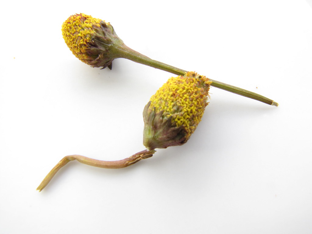 Two large olive-shaped yellow and brown flower heads of the toothache plant, Acmella oleracea, on their stalks against a white background, with no ray florets