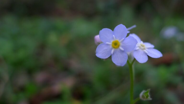 Two pale blue forget-me-not flowers with five rounded petals and a yellow eye on a hairy stem