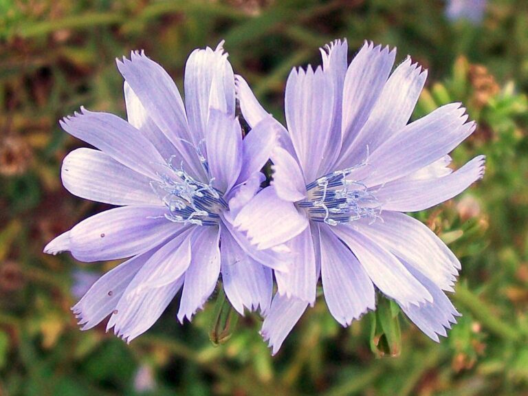 Two sky-blue chicory flowers with square-tipped toothed ray petals and blue stamens