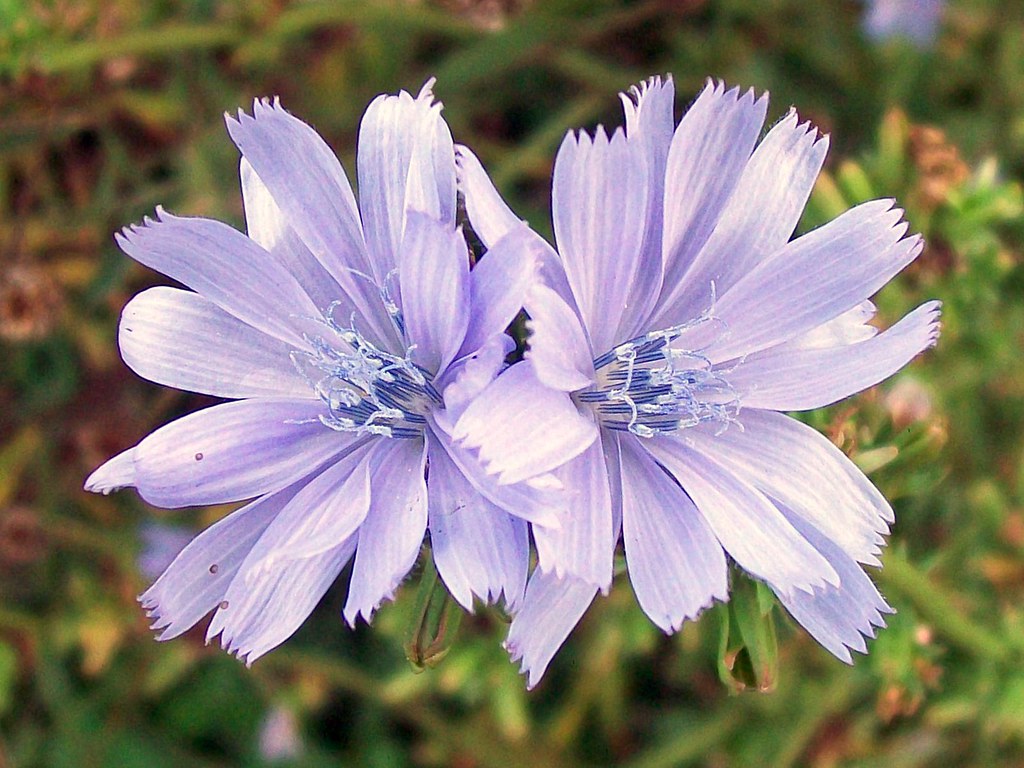 Two sky-blue chicory flowers with square-tipped toothed ray petals and blue stamens