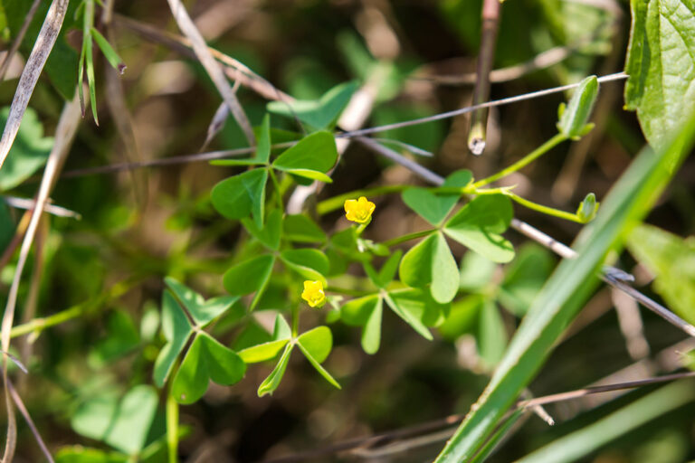 Upright yellow woodsorrel (Oxalis stricta) with three heart-shaped leaflets, five-petal yellow flowers and a narrow seed capsule