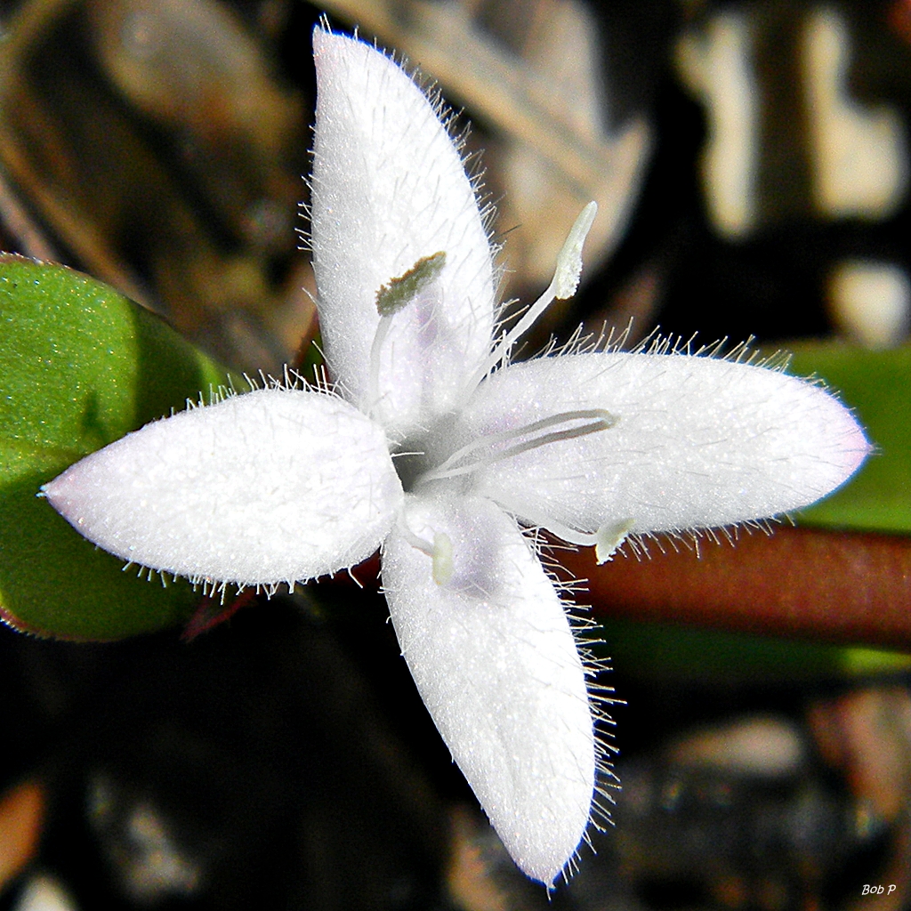 Virginia buttonweed flower: white, hairy and four-petalled in the shape of a star