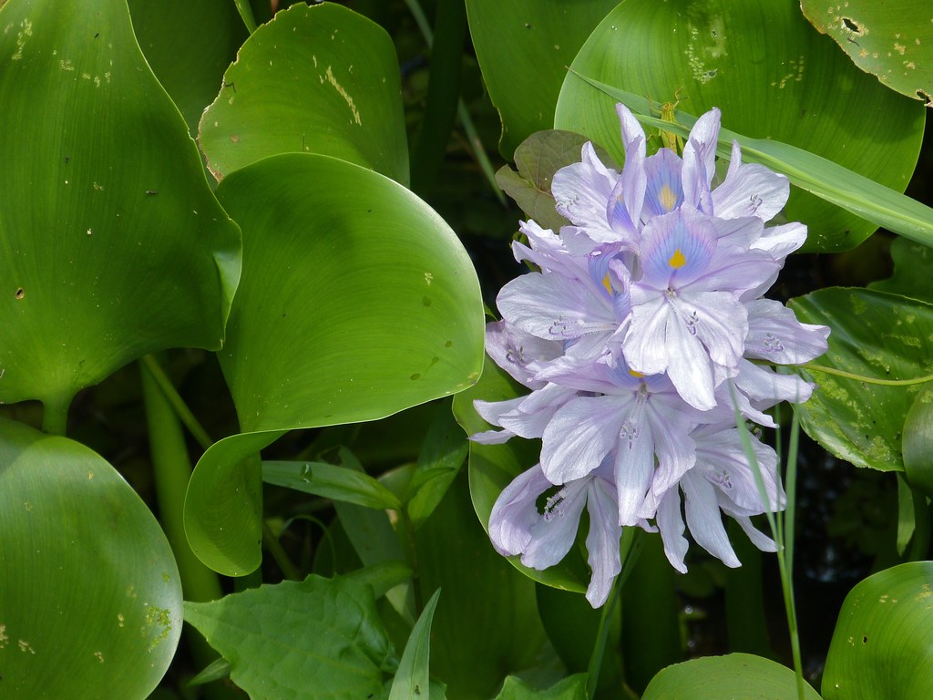 Water hyacinth with glossy rounded leaves and a spike of pale lilac flowers with a yellow spot