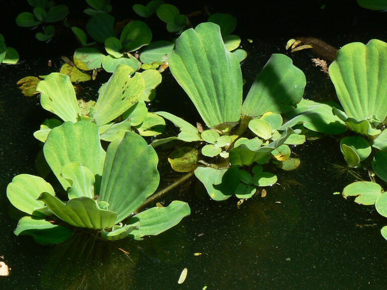 Water lettuce rosettes on dark water with clusters of small daughter plants attached by short runners