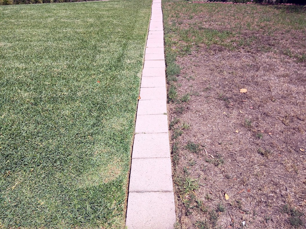 Green watered lawn on the left and a thin, brown, patchy unwatered lawn on the right, separated by a paver strip