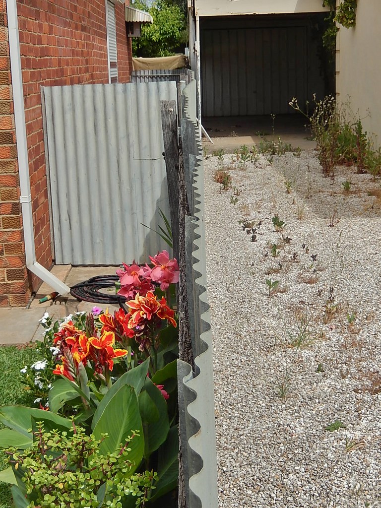 Weed seedlings sprouting through fine gravel in a side yard gravel strip
