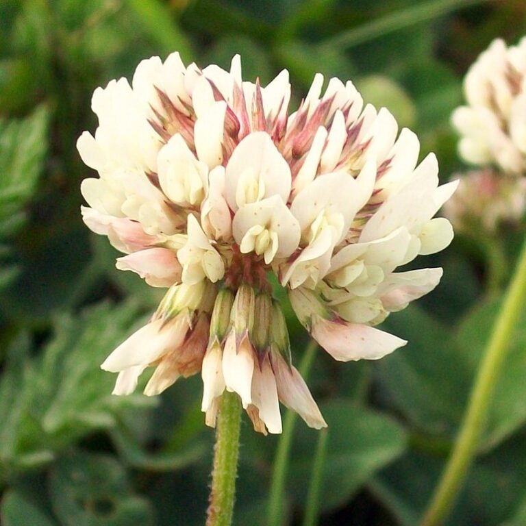 White clover flower head, a round cluster of small white florets, above three-part clover leaves