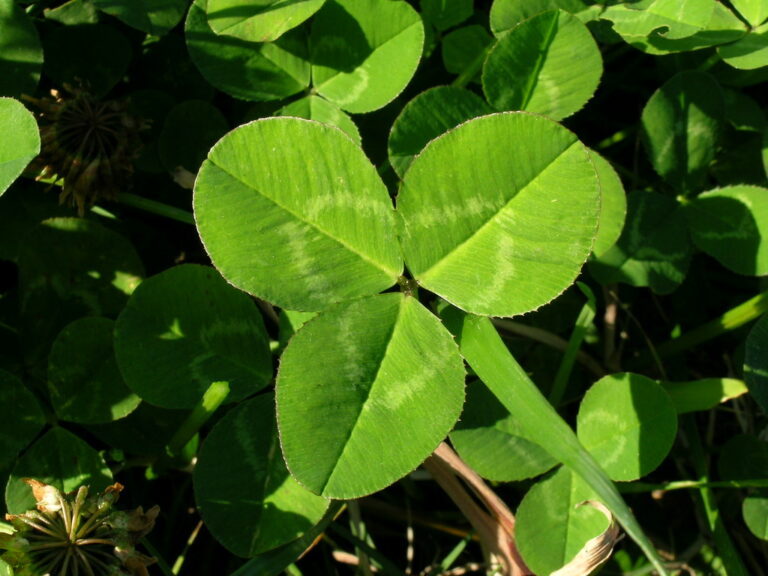 White clover leaf with three leaflets and a pale V-shaped mark on each leaflet