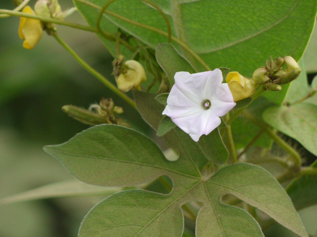 White funnel-shaped flower of tiger foot morning glory above a hairy leaf divided into narrow-waisted palmate lobes