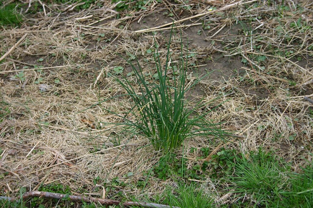 Upright clump of wild garlic with thin round leaves in a dormant lawn in early spring