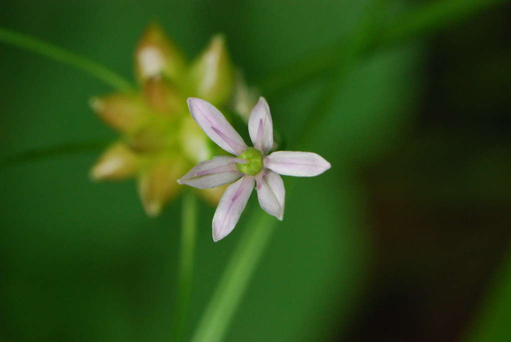 Wild onion with a pale pink-white six-tepalled star-shaped flower beside small bulblets
