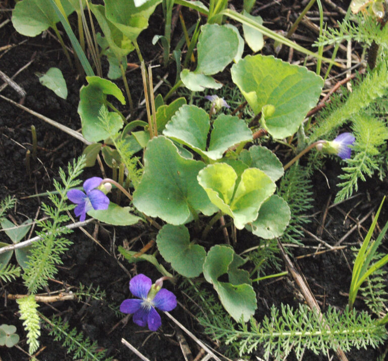 Common blue violet with heart-shaped leaves and small purple five-petalled flowers