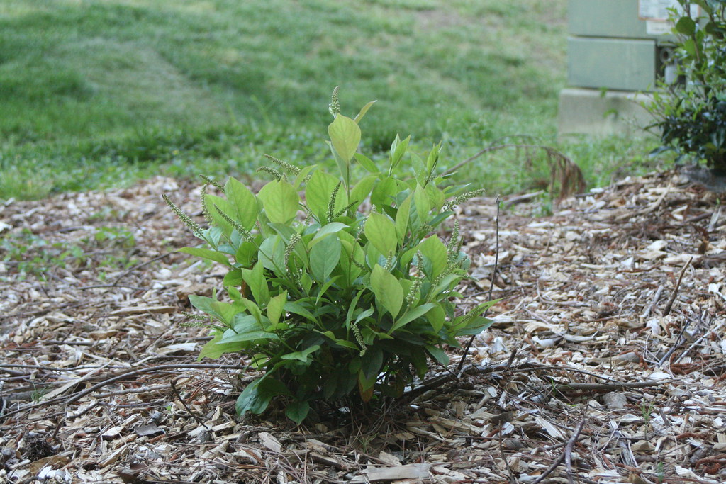 Young leafy shrub growing in a bed covered with coarse wood-chip mulch, lawn in the background