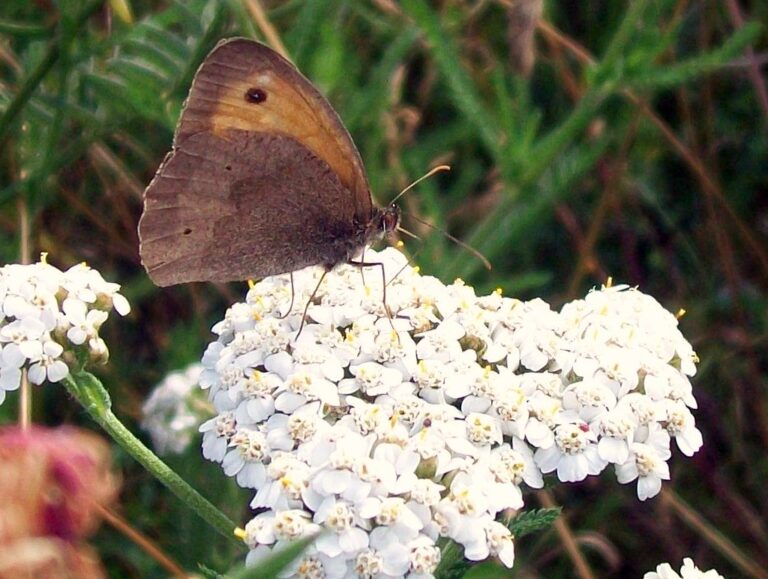 Yarrow with flat-topped clusters of tiny white flower heads