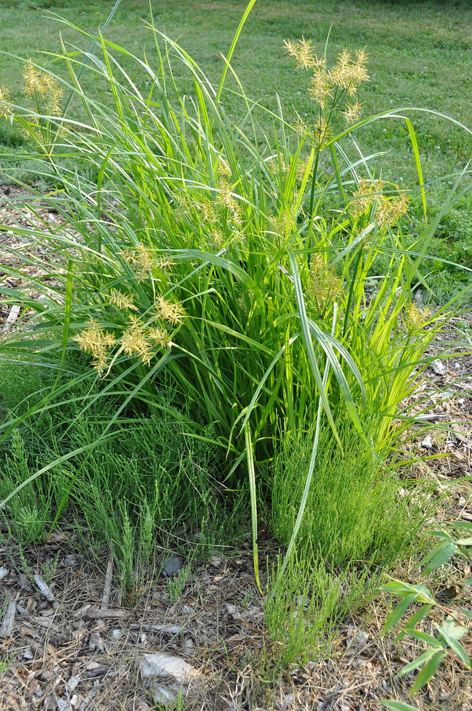 Clump of yellow nutsedge with light green leaves and golden seedheads beside a lawn