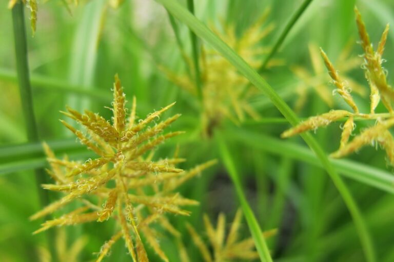 Yellow nutsedge seedheads and leaves, a sedge that needs a sedge-specific post-emergent herbicide