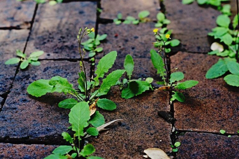 Young annual weeds and seedlings in brick paving joints, an easy target for boiling water