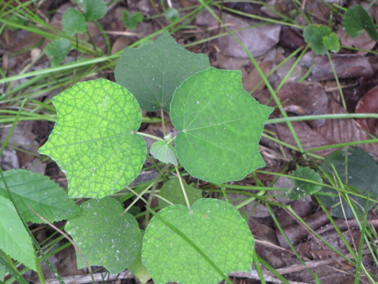 Young Caesar weed plant seen from above, with roundish, shallowly lobed leaves with toothed edges and a network of fine veins, growing among grass and leaf litter