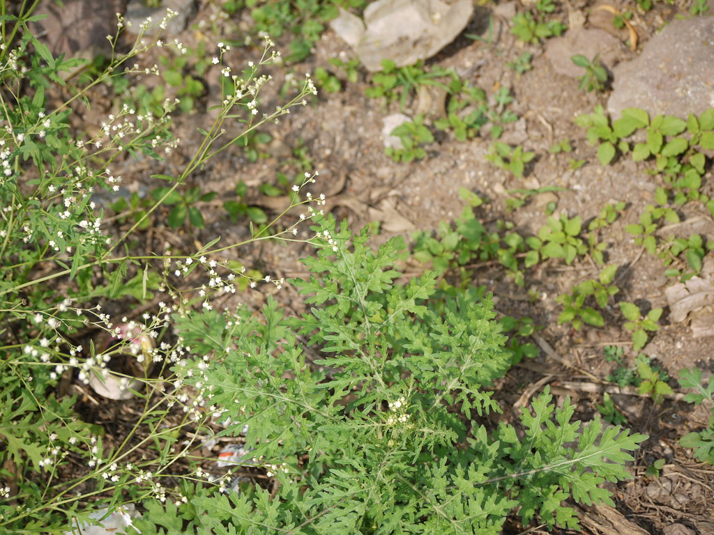 Young parthenium weed plant with a spreading cluster of pale green, deeply lobed fern-like leaves on bare soil, with older flowering stems of the same species behind it