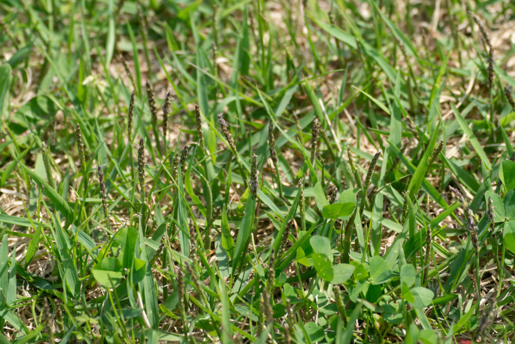 Zoysia japonica turf with stiff, pointed green blades and short purplish seed spikes just above the leaves, with some clover